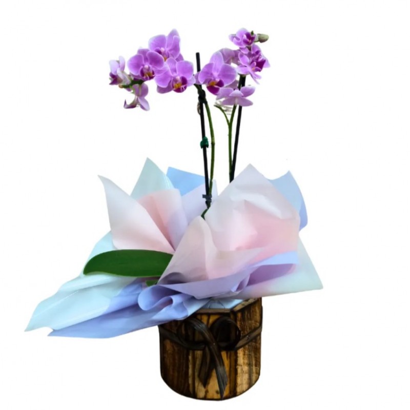 Mini Orquídea Pote 9 "Cor Variada" no cachepô de Madeira